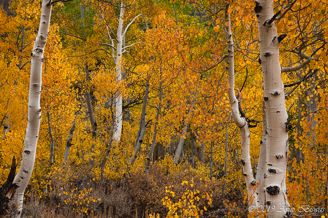 Aspen Dance