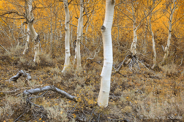 Aspen Forest Floor