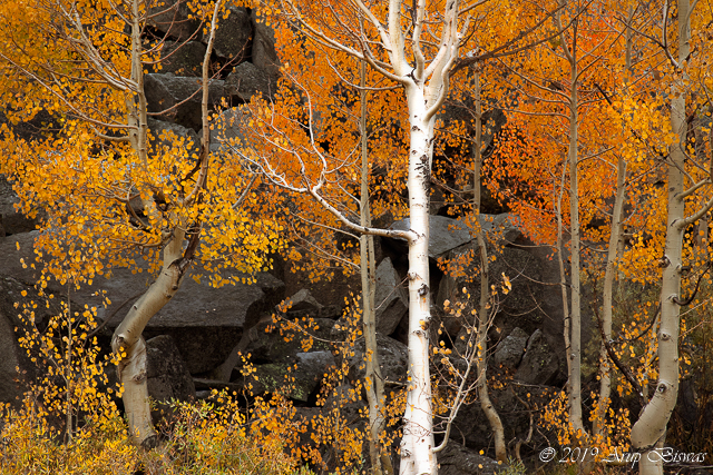 Aspen and Boulders