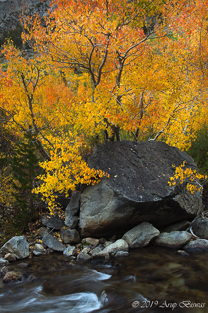 Aspen, rock and creek