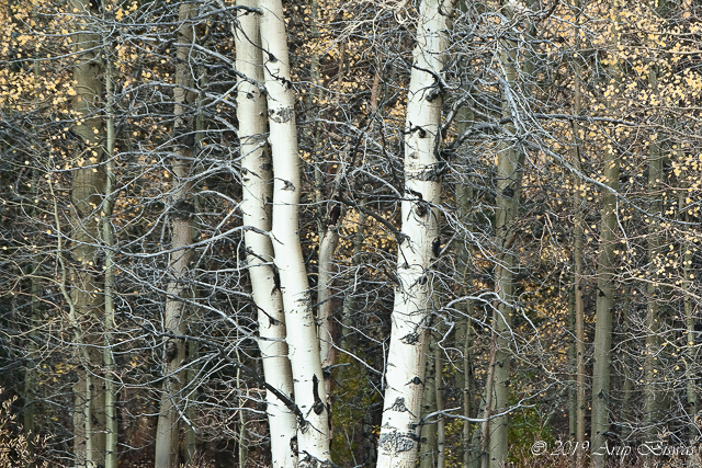 Autumn Rhapsody, Eastern Sierras