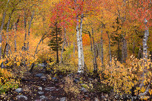 Celebration, Eastern Sierras