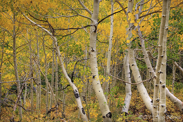 Dancing Aspens