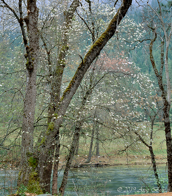 Dogwoods in Fog