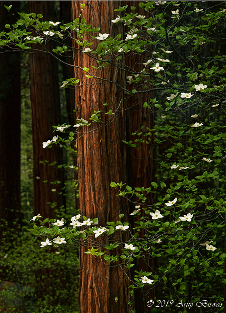 Dogwoods in Redwood