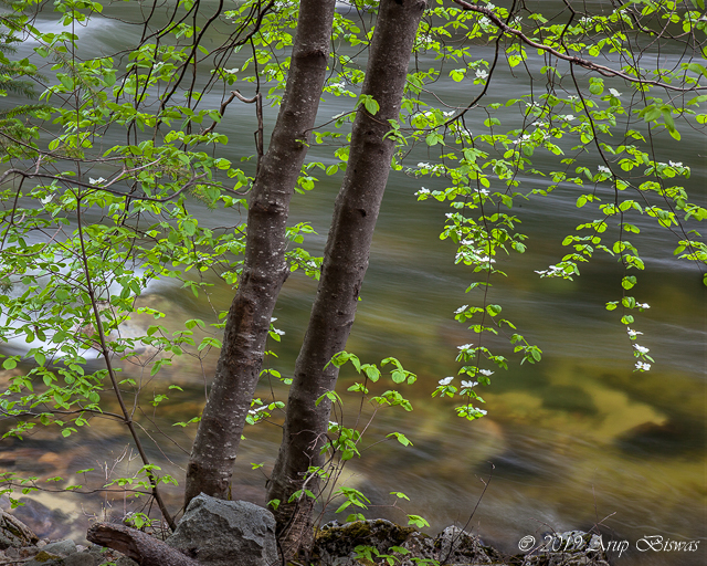 Dogwoods and Water