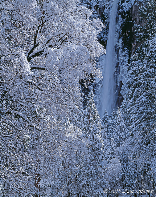 Falls and Trees in Snow