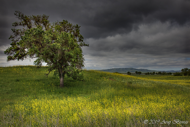 Lone Tree, Mustard Field