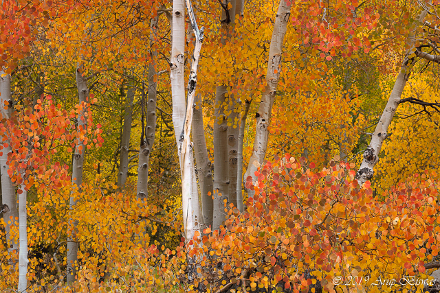 Luminous Aspen Forest