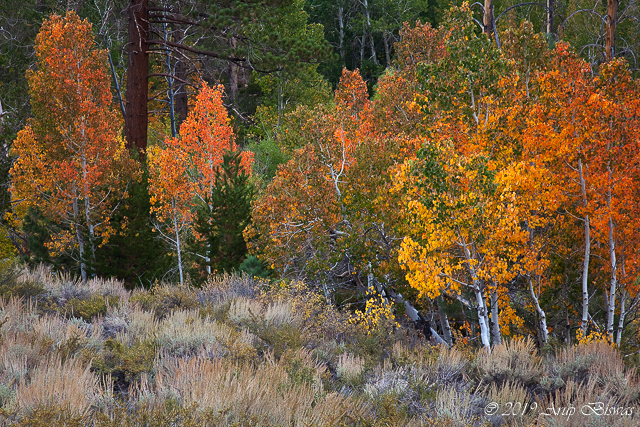 Orange Aspen Forest