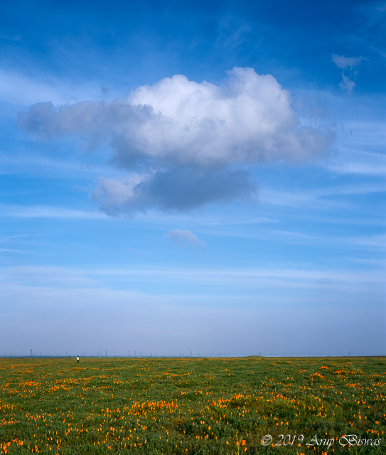 Poppy Field and Cloud