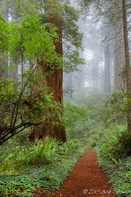 Redwoods in Fog, Redwood NP