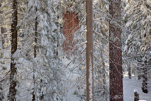 Redwoods in Snow, Kings Canyon