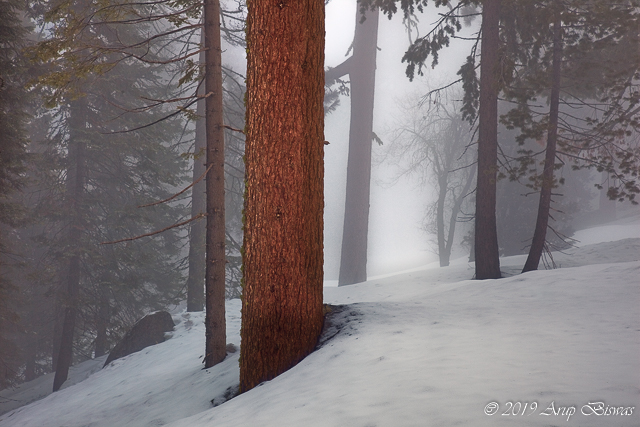 Redwoods in Snow#2, Kings Canyon