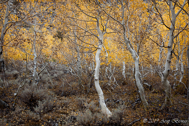 Reticient Aspens