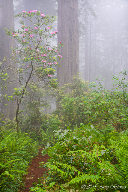 Rhododendron in Fog, Redwwods NP