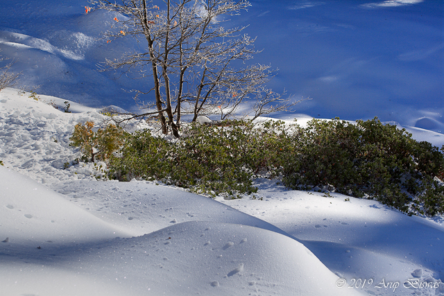 Trees in Snow