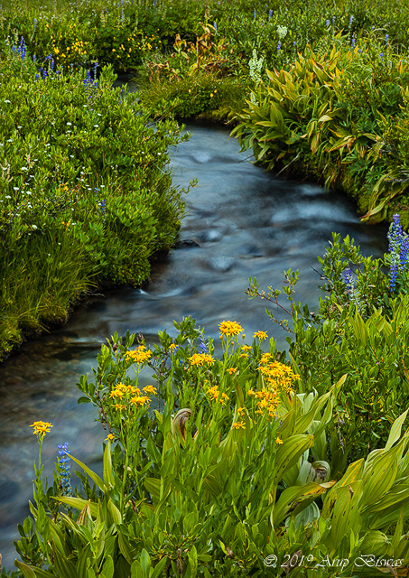 Wildflowers, Kings Creek