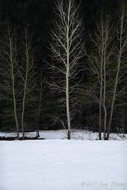 Winter Solitude