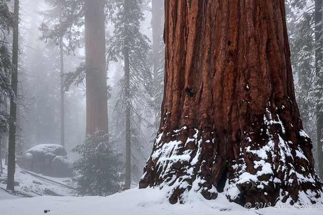 Winter Storm, Kings Canyon