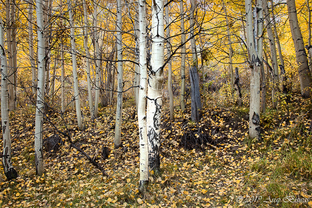 Yellow Aspen Forest