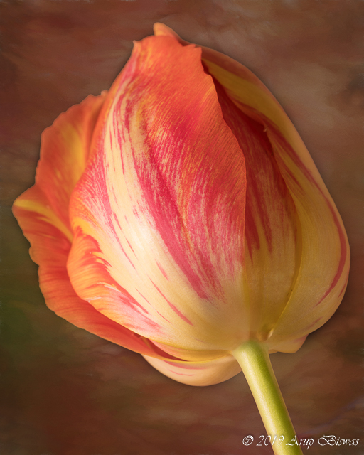 Agony, Tulip