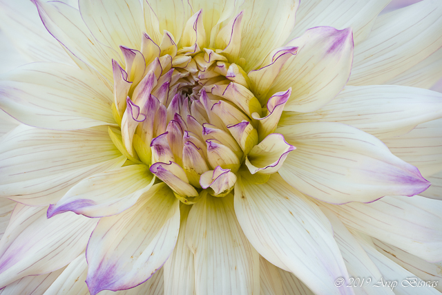 Blush, Dahlia