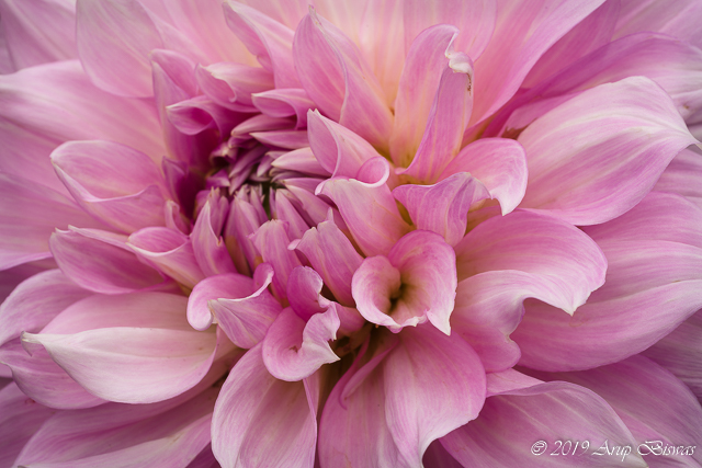 Whsipers, Dahlia