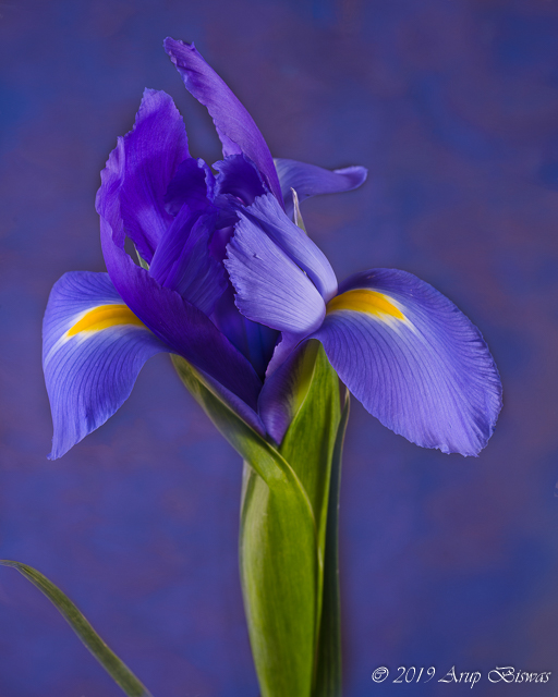 Ecstasy, Iris