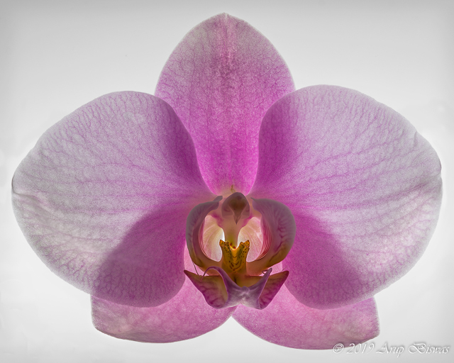 Fantasy, Pink Orchid