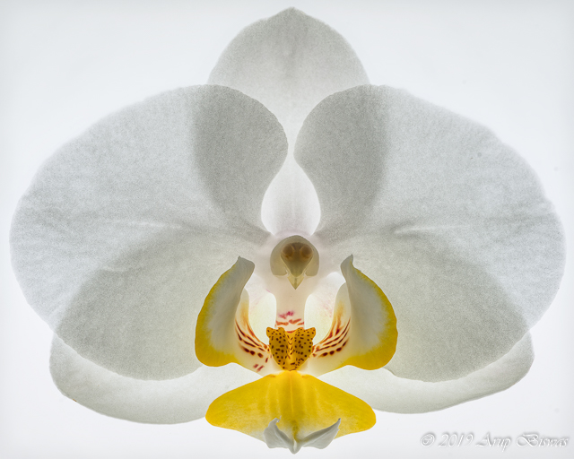 Fantasy, White Orchid